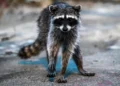 Rhode Island Rabies Outbreak: 6 Animals Test Positive