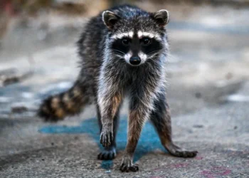 Rhode Island Rabies Outbreak: 6 Animals Test Positive