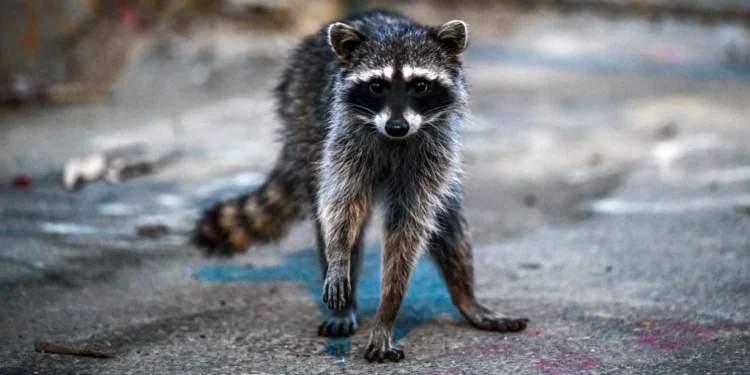 Rhode Island Rabies Outbreak: 6 Animals Test Positive