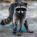 Rhode Island Rabies Outbreak: 6 Animals Test Positive