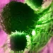 pancreatic cancer vaccine