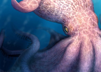 Cretaceous Kraken Discovery: Massive 61-Foot Octopus