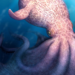 Cretaceous Kraken Discovery: Massive 61-Foot Octopus